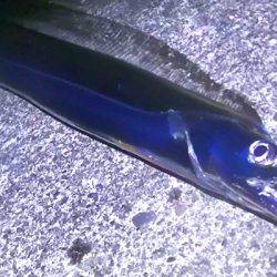 焼津港　連日太刀魚の釣果